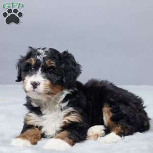 Sandra, Mini Bernedoodle Puppy